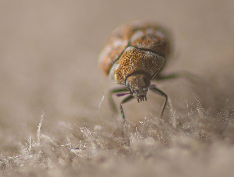 Carpet Beetle Extermination in Arlington, TX