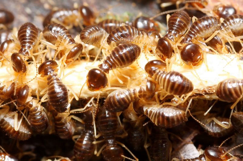 Common Signs Of Termite Activity In Commercial Properties