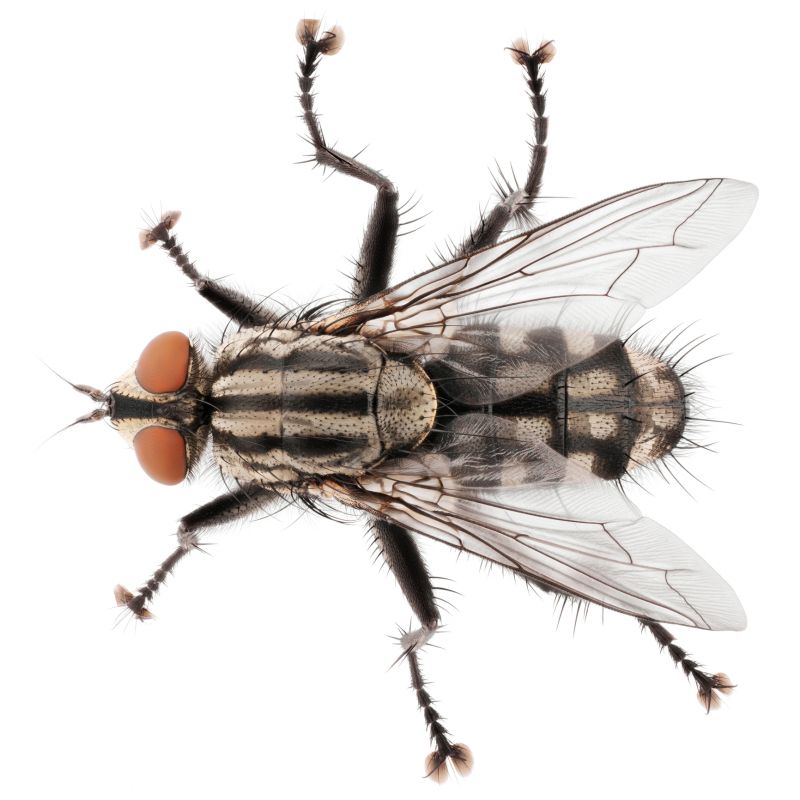 Fly Pest Control in Fort Worth, TX