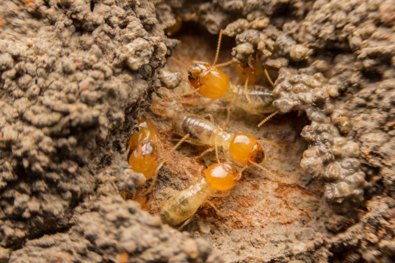 How Termites Cause Structural Damage To Homes