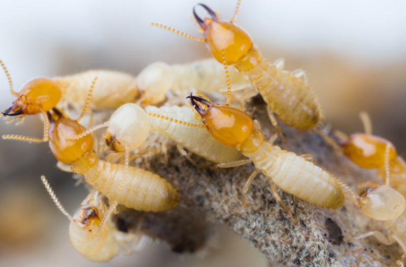 How Termites Cause Structural Damage To Homes