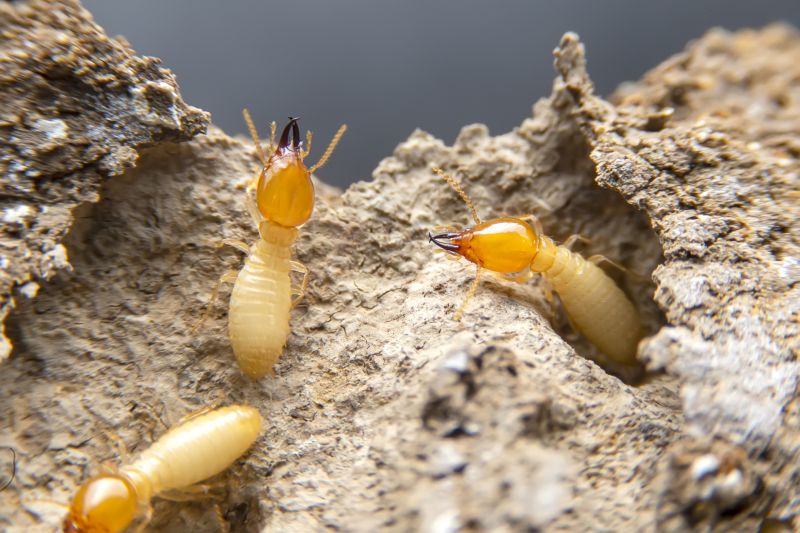 Termite Tenting