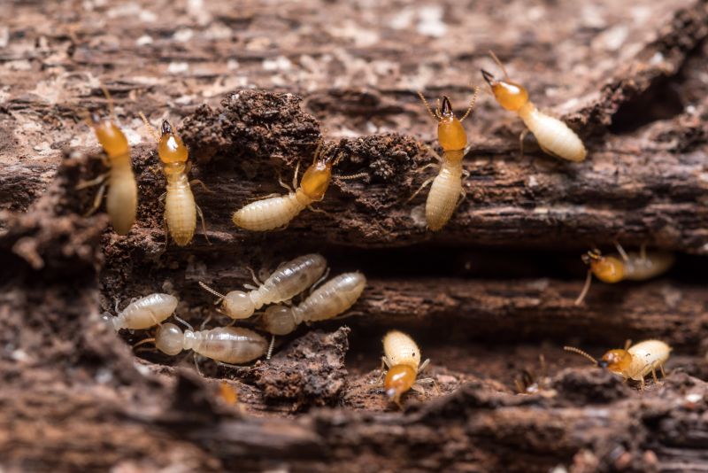Termite Tenting
