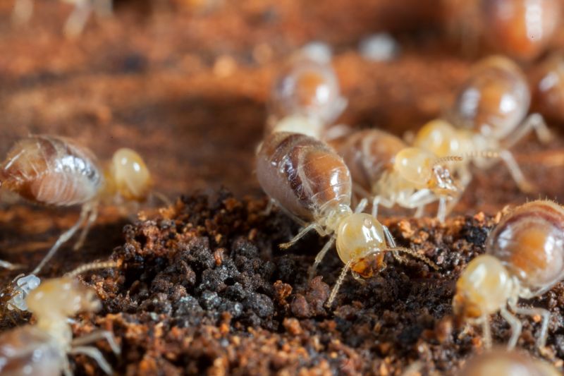 Termite Tenting