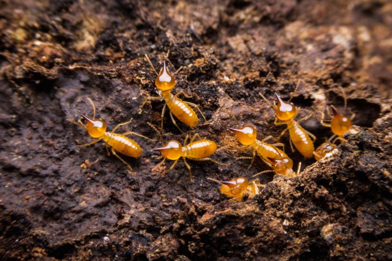 Termite Tenting