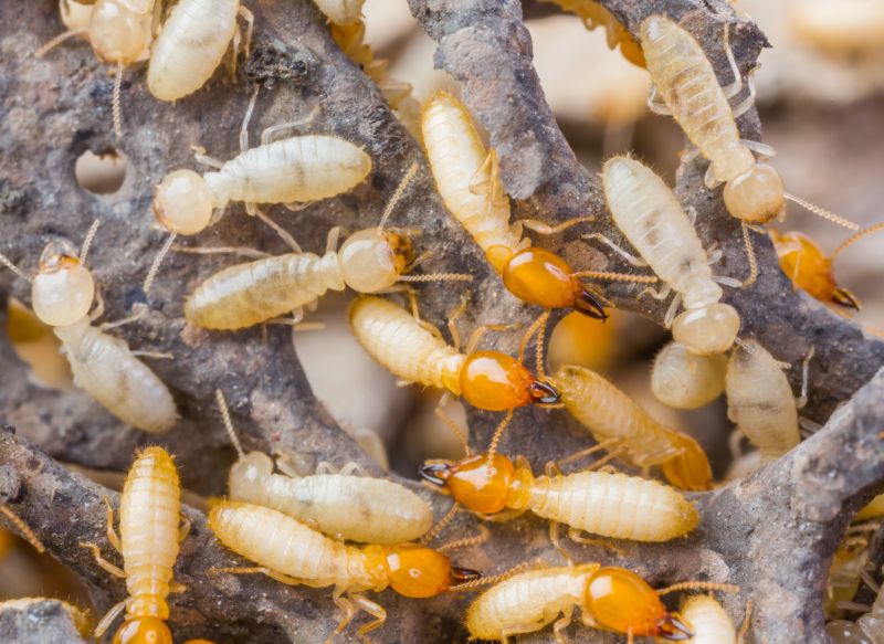 Termite Tenting
