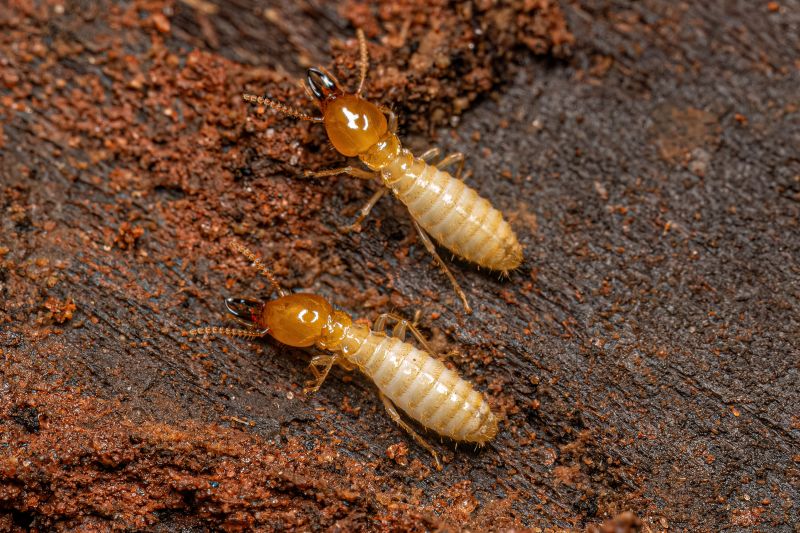 Termite Tenting