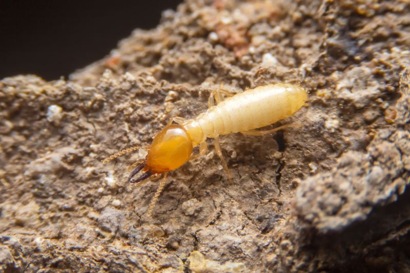 Termite Tenting