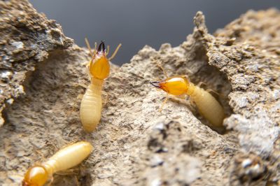 Termite Tenting
