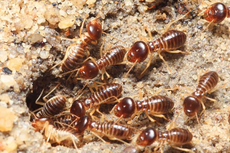 Termite Inspection
