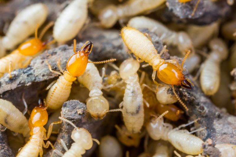Why Professional Termite Pest Control Is More Effective Than Diy Treatments