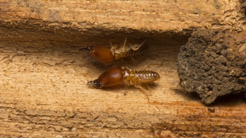 Why Professional Termite Pest Control Is More Effective Than Diy Treatments