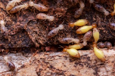 Why Professional Termite Pest Control Is More Effective Than Diy Treatments