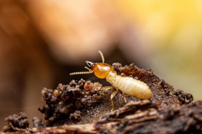 Destroy These Destructive Pests!