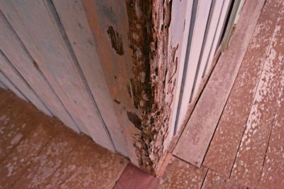 Termites Can Destroy the Structure of Your Home!