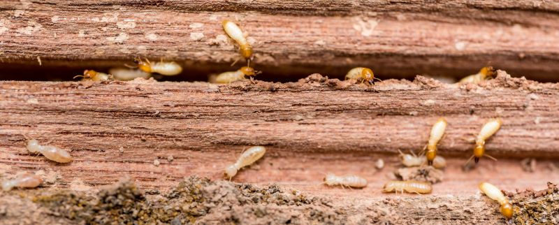 Size of Infested Area