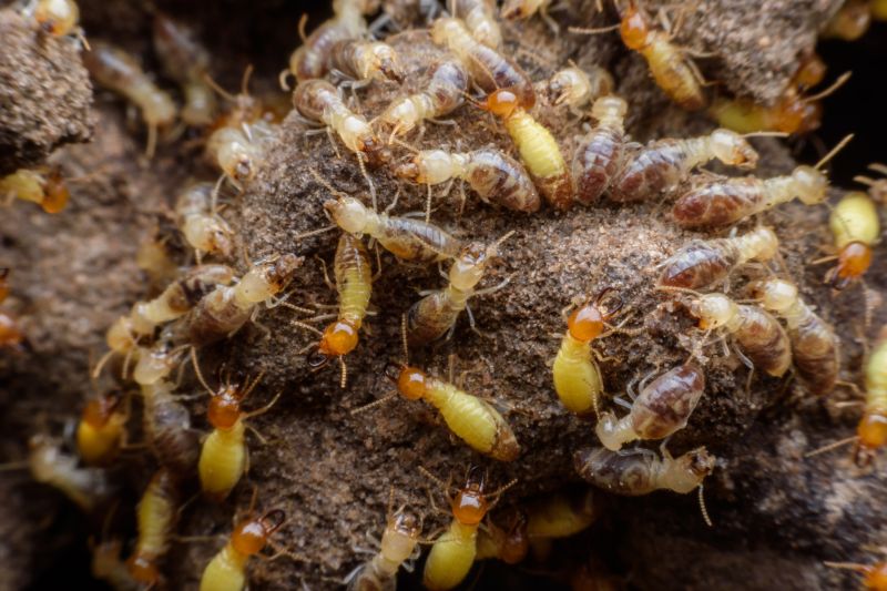 Soil Treatment